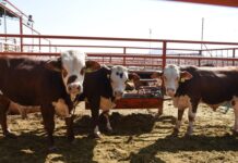 Apoya Desarrollo Rural a productores agropecuarios con créditos para equipamiento e infraestructura