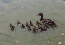 Aumenta población de patos mexicanos en el Parque Central