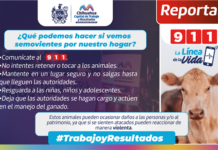 Previene Municipio accidentes al retirar 25 animales mostrencos de la vía pública