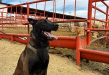 Entrena Desarrollo Rural a médicos veterinarios con binomios caninos especializados en la detección de GBG