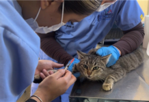 Mascotas más saludables en la zona rural: Municipio lleva servicios de protección animal