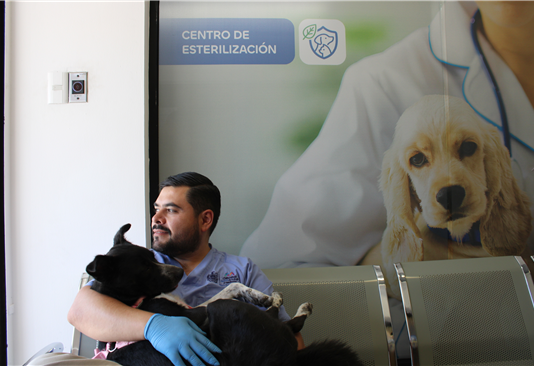Protege su salud: promueve Municipio la esterilización responsable de perros y gatos