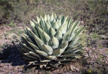 Llama Municipio a proteger plantas nativas; extracción afecta sustentabilidad de la ciudad