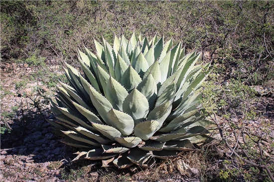 plantas nativas
