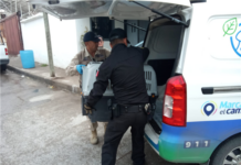 Resguarda Gobierno Municipal a tres cachorros por presunto maltrato animal