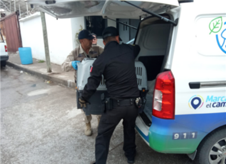 Resguarda Gobierno Municipal a tres cachorros por presunto maltrato animal 31647 1