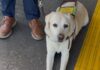 Bowí garantiza el acceso a personas usuarias con perro guía WhatsApp Image 2026 09 01 at 1.36.10 PM