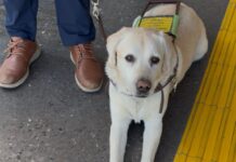 Bowí garantiza el acceso a personas usuarias con perro guía