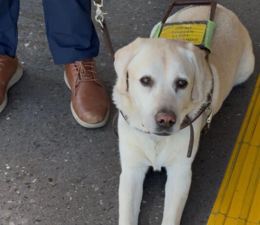 Bowí garantiza el acceso a personas usuarias con perro guía WhatsApp Image 2026 09 01 at 1.36.10 PM