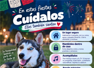 perritos mascotas pirotecnia