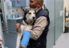 rescate animal
