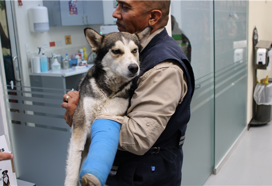 Fortalece Municipio atención y recuperación de animalitos en Chihuahua Capital