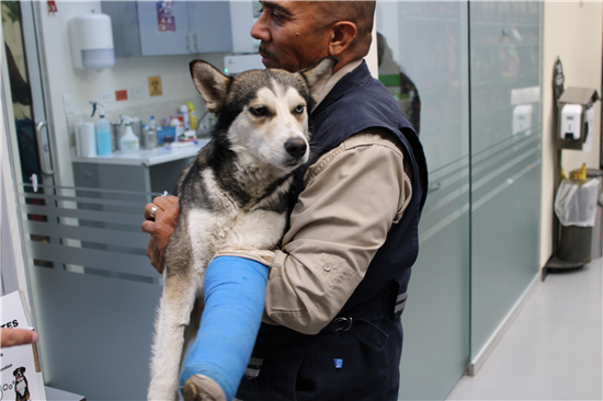 rescate animal