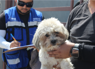 Clima húmedo aumenta riesgo de rickettsia, sigue recomendaciones: Municipio perrito rickettzia